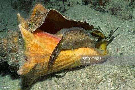 Queen Conch High Res Stock Photo Getty Images