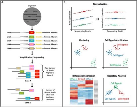 Scrna Seq Data Processing And Analysis A Umis Short Dna