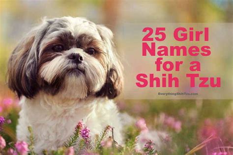 Cute Shih Tzu Puppies Names Puppy And Pets