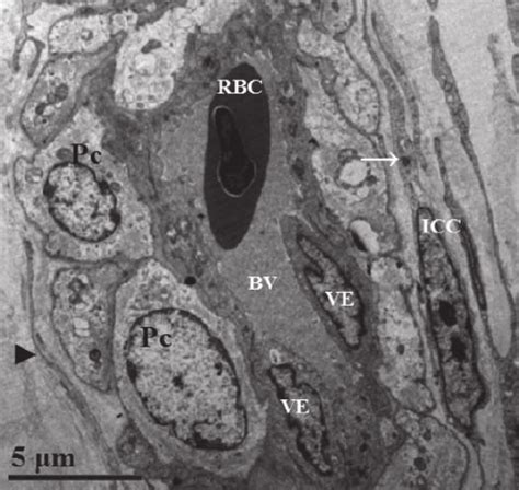 interstitial cells  cajal icc targeting  blood vessel bv
