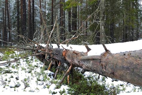 Nokritis Nokaltis Koka Stumbrs Me Koks Redzet Eu