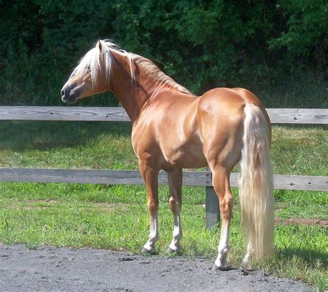 New Horizons Haflinger Horses Horse Mane Braids Halflinger Haflinger