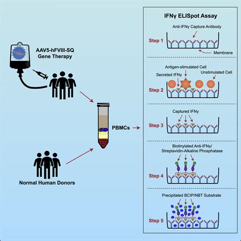 Monitoring Cell Mediated Immune Responses In Aav Gene Therapy Clinical