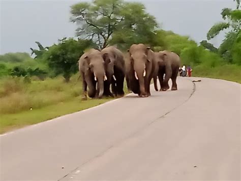 Elephants Are Damaging Farmers Crops किसानों की फसल को नुकसान पहुंचा