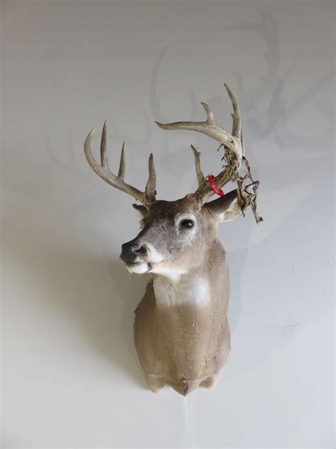 Whitetail Deer Shoulder Mount DW-111 – Mounts For Sale