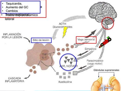 Respuesta Metab Lica Al Trauma Ppt