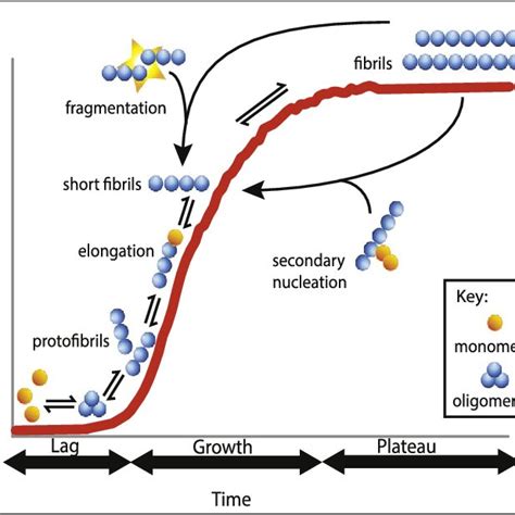 Schematic Representation Of The Kinetics Of Amyloid Formation Amyloid