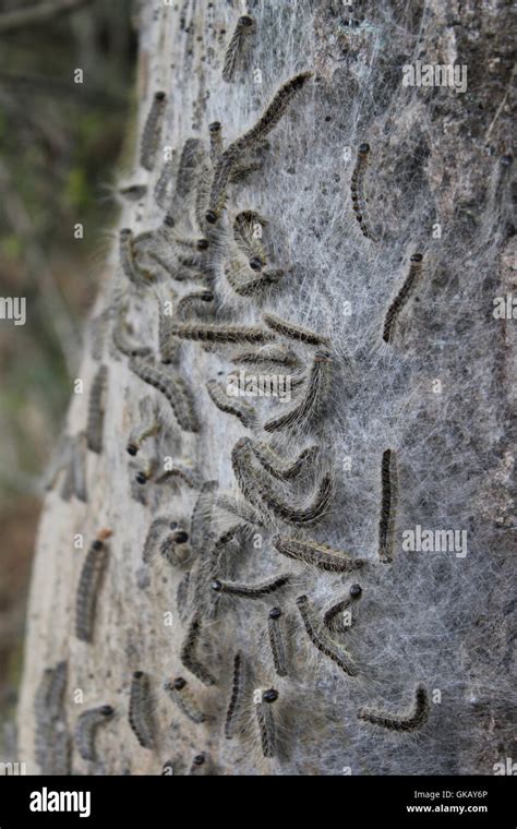 Oak Processionary Caterpillar Hi Res Stock Photography And Images Alamy