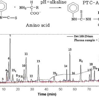 a The Edman reaction and formation of PTC–AA, b Elution profile at 254... | Download Scientific ...