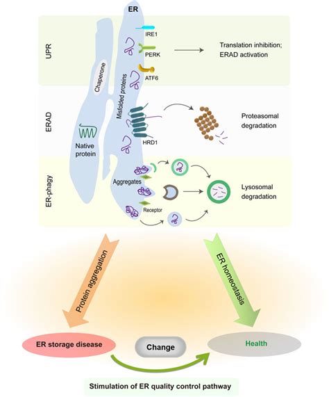 Frontiers Protein Quality Control And Aggregation In The Endoplasmic