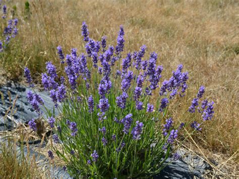 Lavandula Angustifolia Hidcote English Lavender World Of Flowering Plants