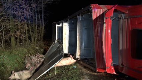 Haselünne Schweine sterben bei Unfall mit Viehtransporter NDR de