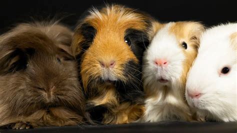 Guinea Pig Lifespan: How Long Do Guinea Pigs Live For? - Guinea Pig Tube