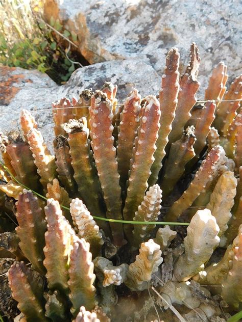 Starfish Flowers From Greyton Nature Reserve 7233 South Africa On