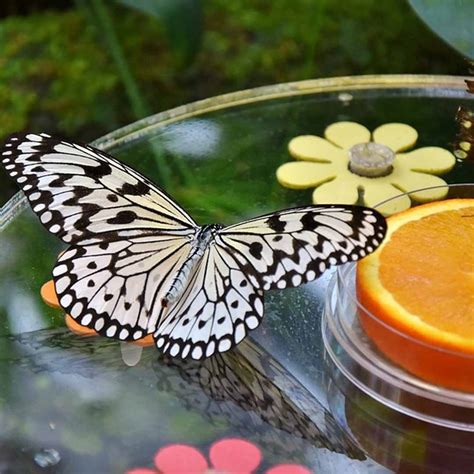 Jardines De Mariposas Utilidad Y C Mo Construirlos