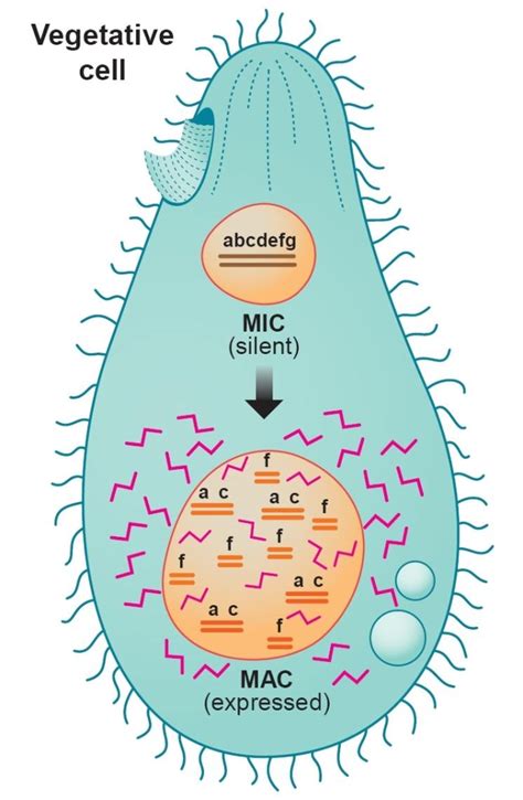 The vegetative state of the protozoan Tetrahymena showing its active ...