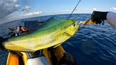 Dolphin Fish And Kingfish Saltwater Fishing Reports Deckee Community