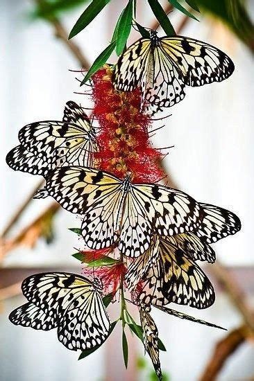 Pin By Pauline Van Schie On I Nature Butterflies Vlinders