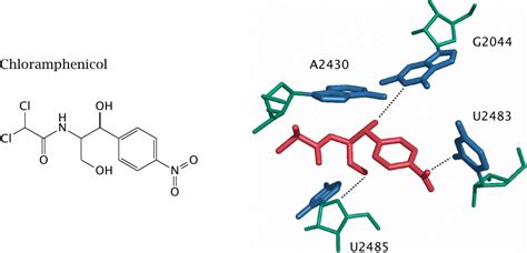 Ribonucleic Acids As Drugs And Drug Targets