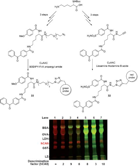 Scheme Synthesis Of Derivatives And Pal Reactions With