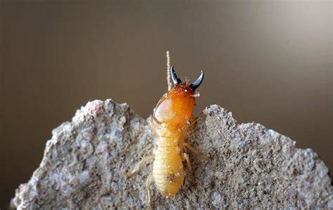 Termite Larvae Identification