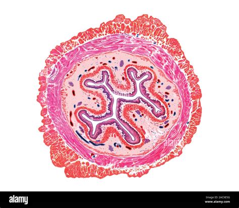 Illustration of the oesophagus, histological structure of cervical part ...