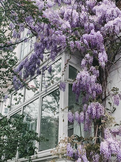 Growing American Wisteria - Cumber's Corner