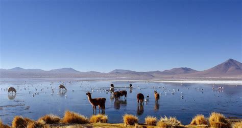 10 Mejores Circuitos De 2 Semanas Por Bolivia TourRadar