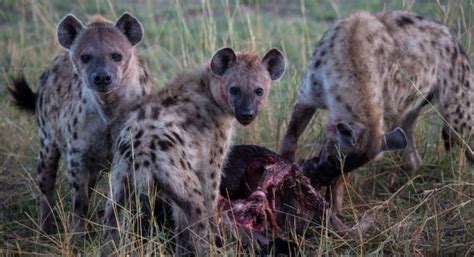 Hyenas Eating Prey Masai Mara Stock Photos, Pictures & Royalty-Free