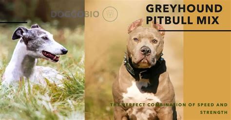 Greyhound Pitbull Mix: A Unique Blend of Speed & Strength 2025