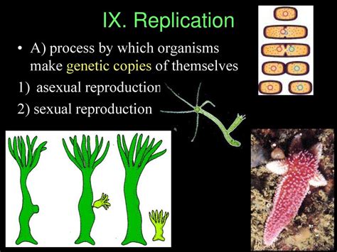 Origin Of Life Ppt Download