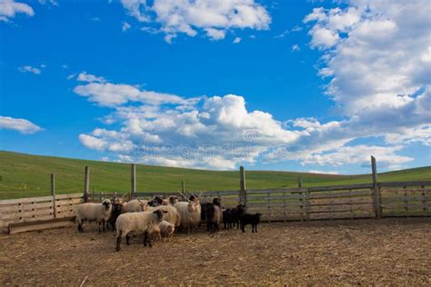 Sheep In The Corral Stock Photo Image Of Mammal Outdoors