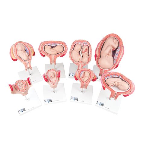 Serie 3b Scientific® De Embarazo 3b Smart Anatomy 1018627 3b Scientific L10 Modelos