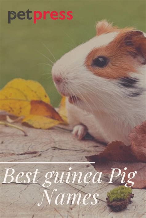 top   guinea pig names  ultimate list petpress
