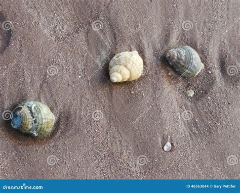 3 Whelk Shell Sea Shells On The Sand Stock Photo Image Of Shells