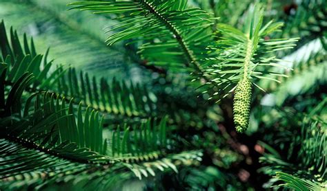 Wollemi Pine Australian Threatened Plants Nsw National Parks