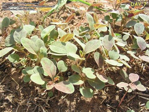 Plantfiles Pictures Erect Spiderling Erect Tar Vine Boerhavia