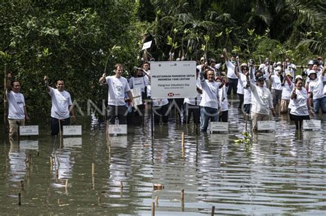 YKAN BERSAMA HSBC INDONESIA TANAM MANGROVE DI SM MUARA ANGKE ANTARA Foto