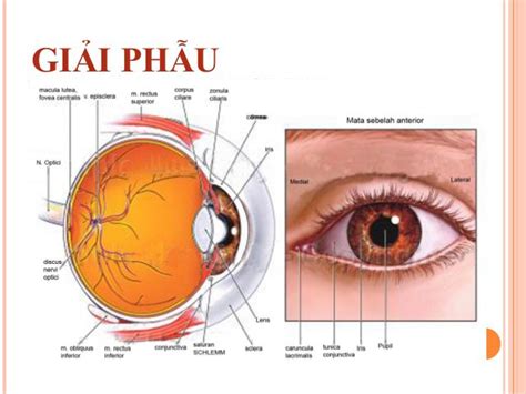 Đau mắt kèm chảy nước mắt phải làm sao? | Vinmec