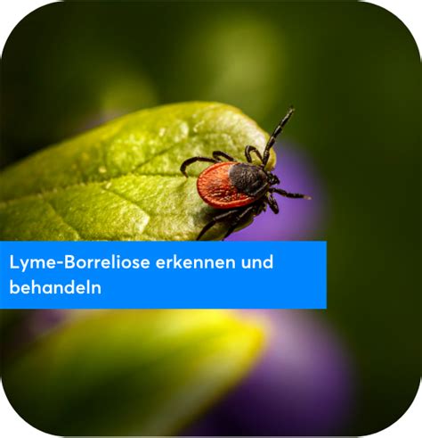 Lyme Borreliose Erkennen Und Behandeln Meduplus E Learning Portal