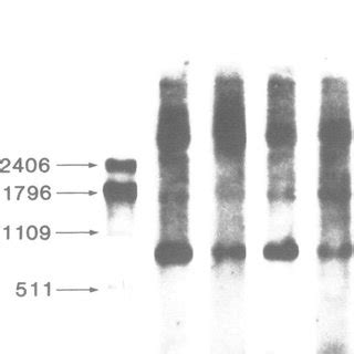 Northern Blot Hybridization Analysis Of Olil Transcripts In Parent