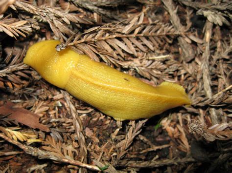 Banana Slug Project Noah