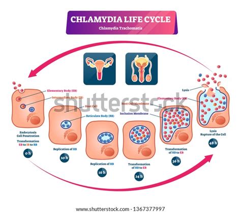 Chlamydia Life Cycle Vector Illustration Labeled Stock Vector Royalty Free 1367377997