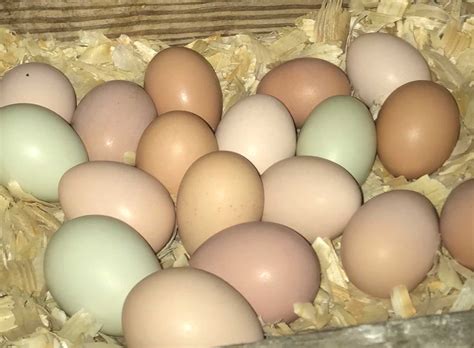 Eggs Ploring Why Chicken Eggs Are Laid In Different Colors Shapes