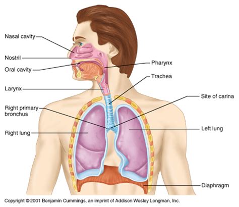 Respiratory Flashcards Easy Notecards