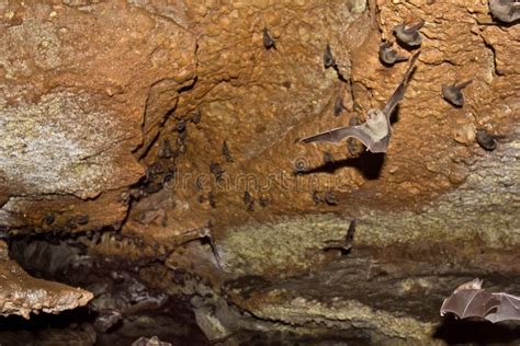 Natural cave full of bats. stock photo. Image of formation - 108667994