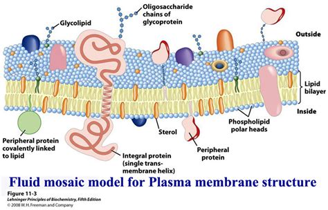 Structure And Functions Of Cell Membrane Biotech MCQ