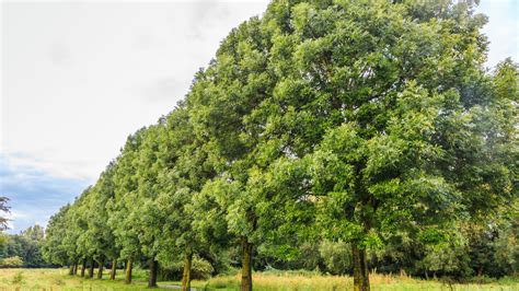 Fr Ne Plantation Entretien Soin Le Parisien