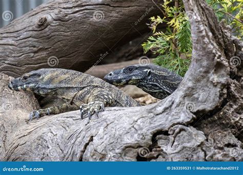 Two Lace Goannas Australian Monitor Lizards Fighting Ferociously Stock