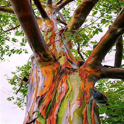 50 Rainbow Eucalyptus Deglupta Tree Seeds Fast Tropical Indonesian Mindanao Gum Ebay